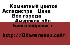 Комнатный цветок Аспидистра › Цена ­ 150 - Все города  »    . Амурская обл.,Благовещенск г.
